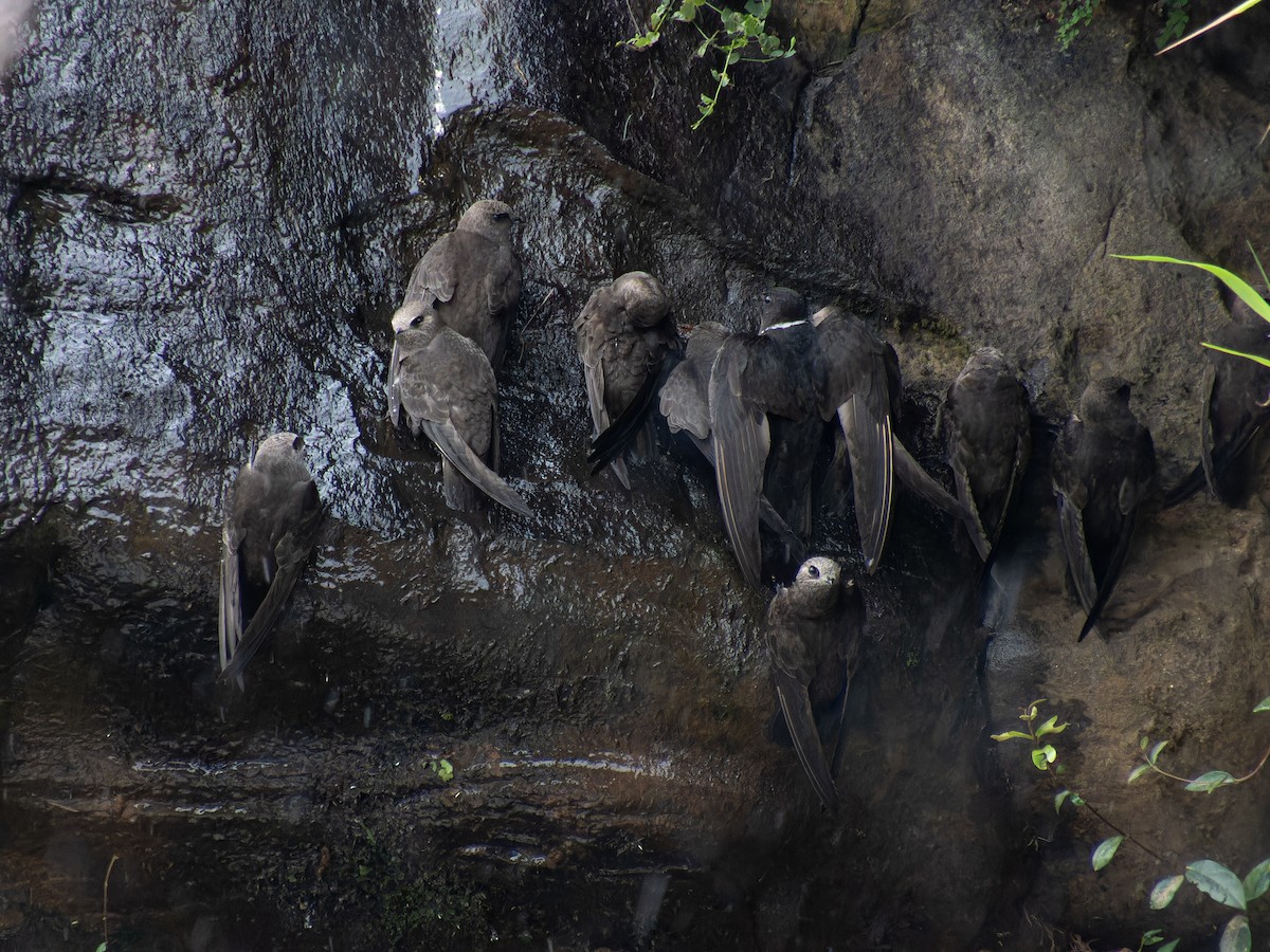 White-collared Swift - ML643713907