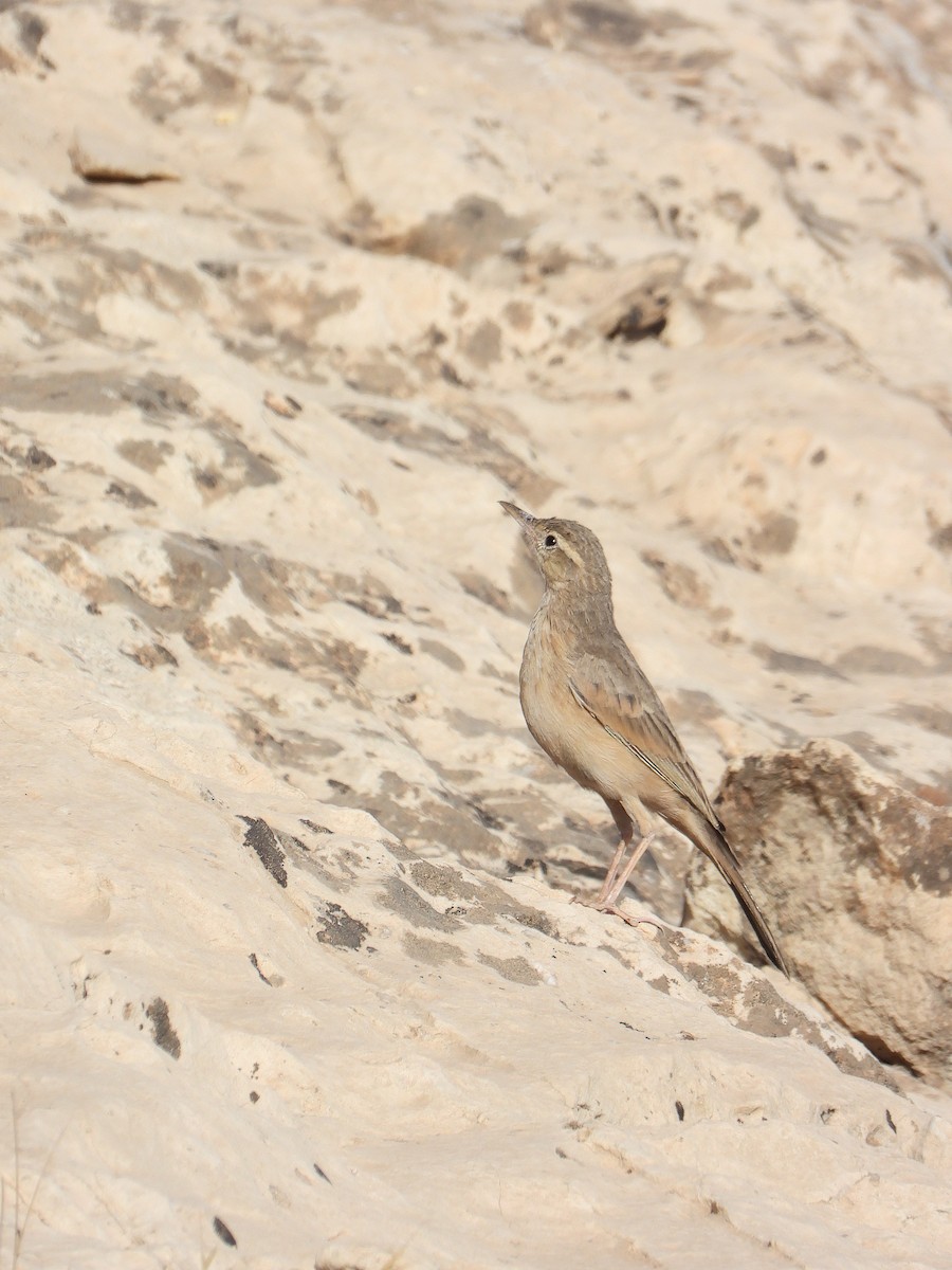 Long-billed Pipit - ML643713921