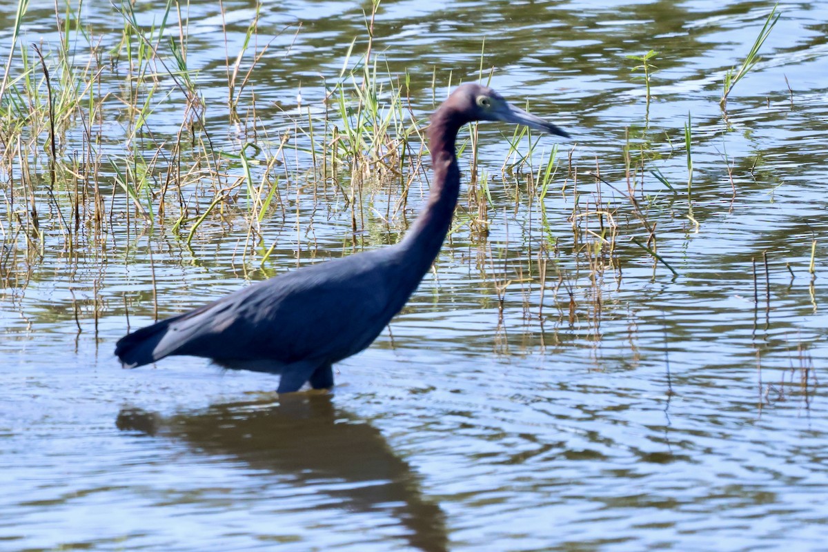 Little Blue Heron - ML643713924