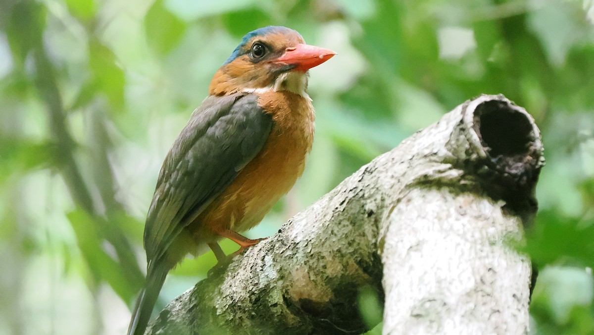 Green-backed Kingfisher (Blue-headed) - ML643713947