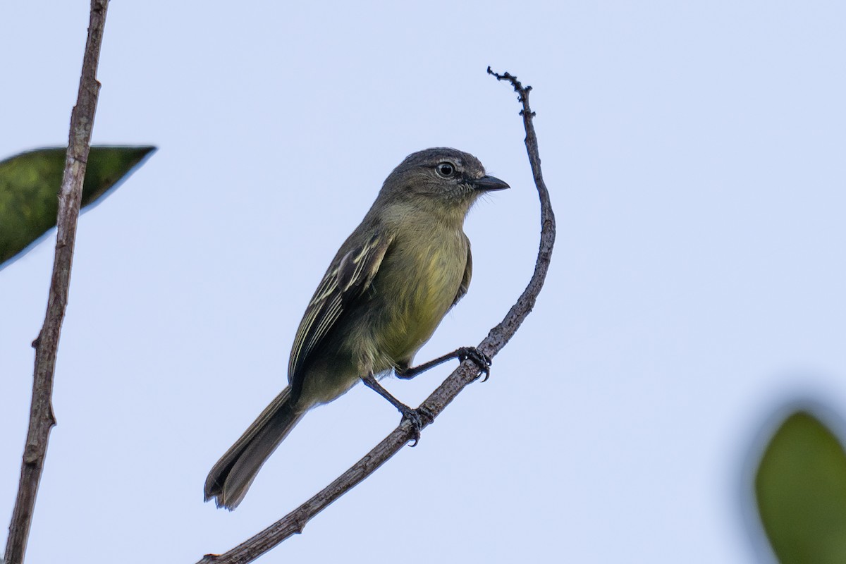Slender-footed Tyrannulet - ML643713965