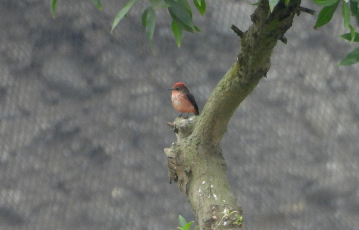 Vermilion Flycatcher - ML643713999
