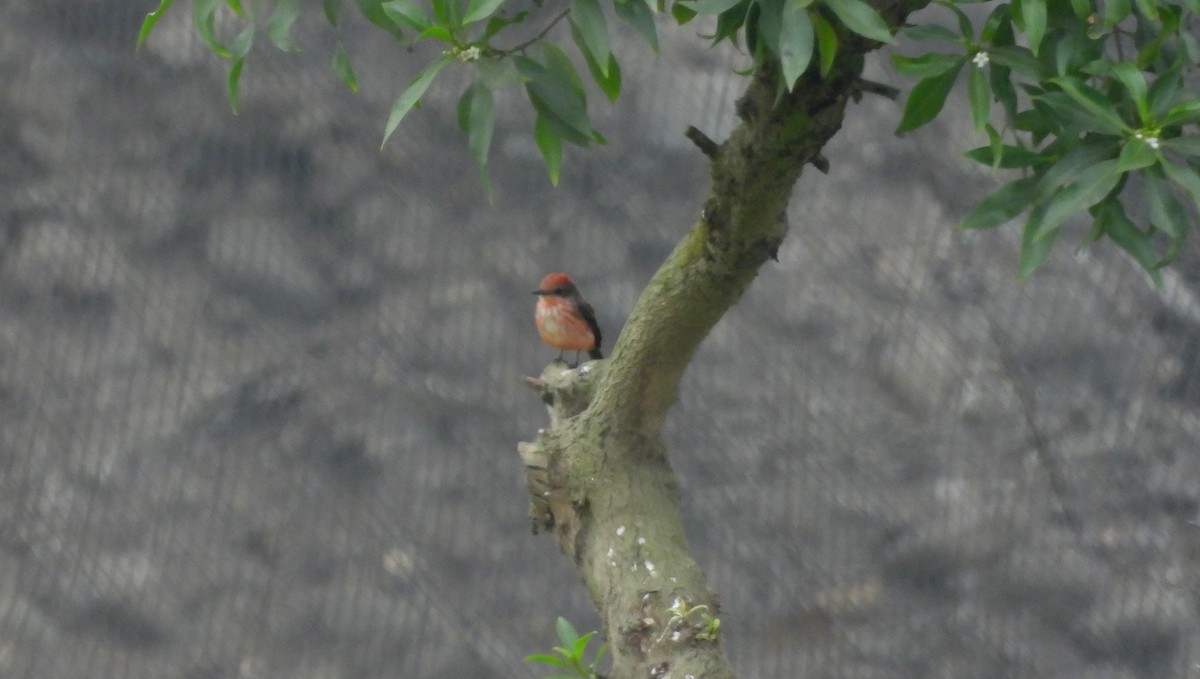 Vermilion Flycatcher - ML643714000