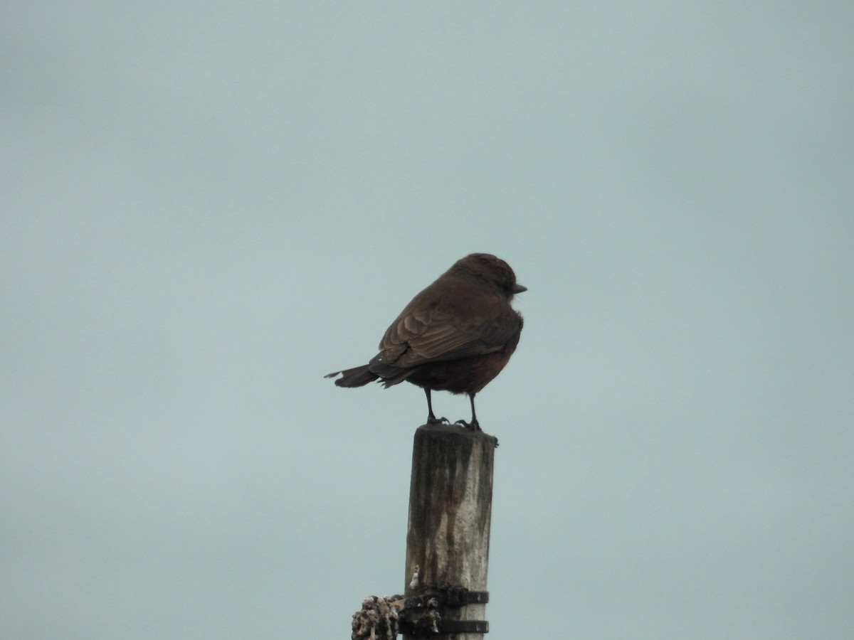 Vermilion Flycatcher - ML643714001