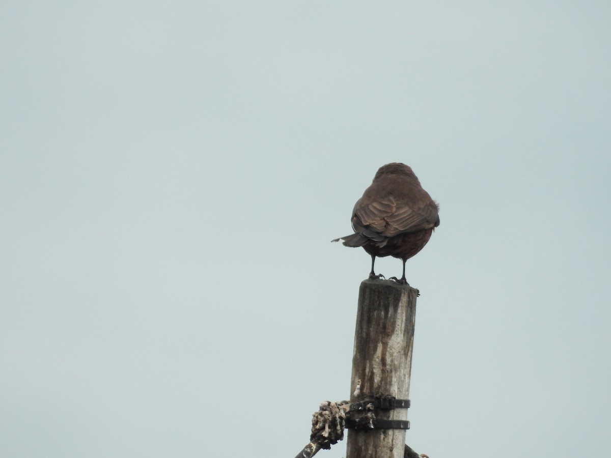 Vermilion Flycatcher - ML643714002