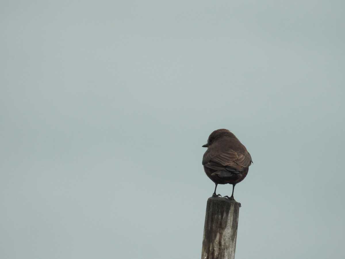 Vermilion Flycatcher - ML643714003