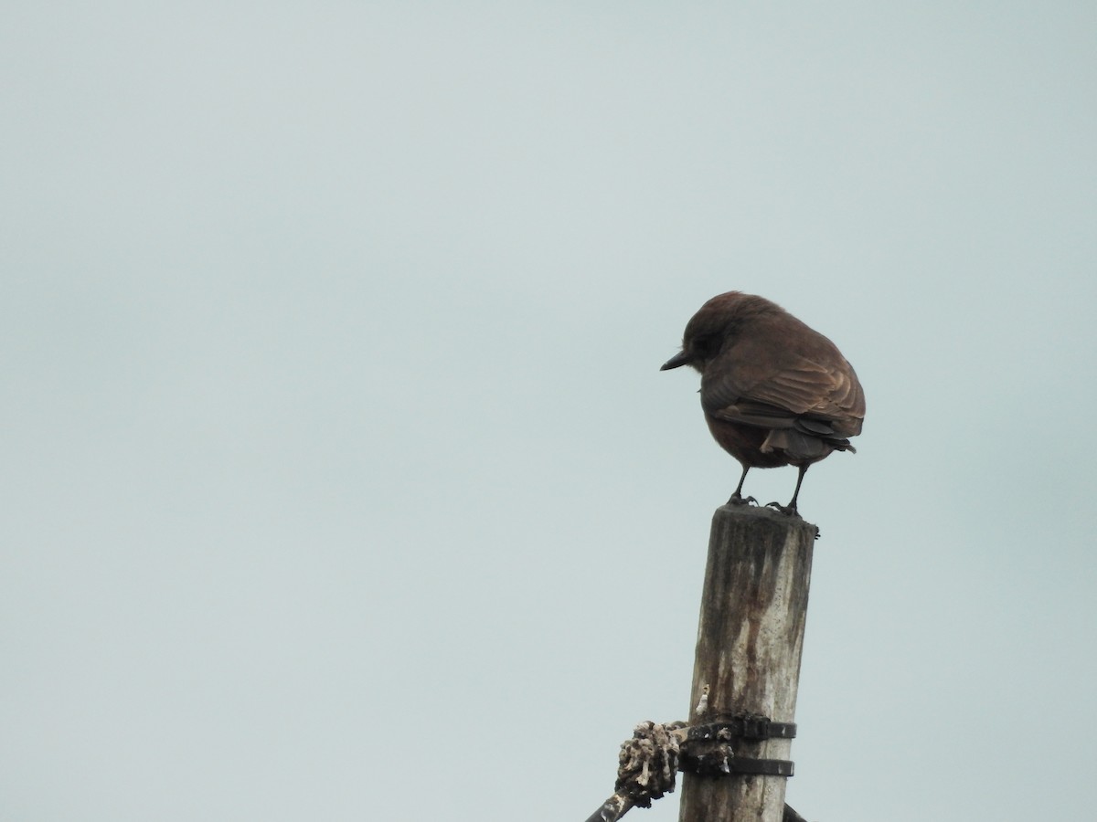 Vermilion Flycatcher - ML643714004
