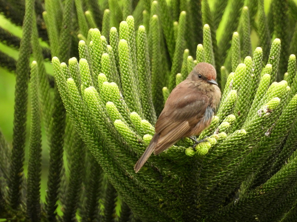 Vermilion Flycatcher - ML643714005
