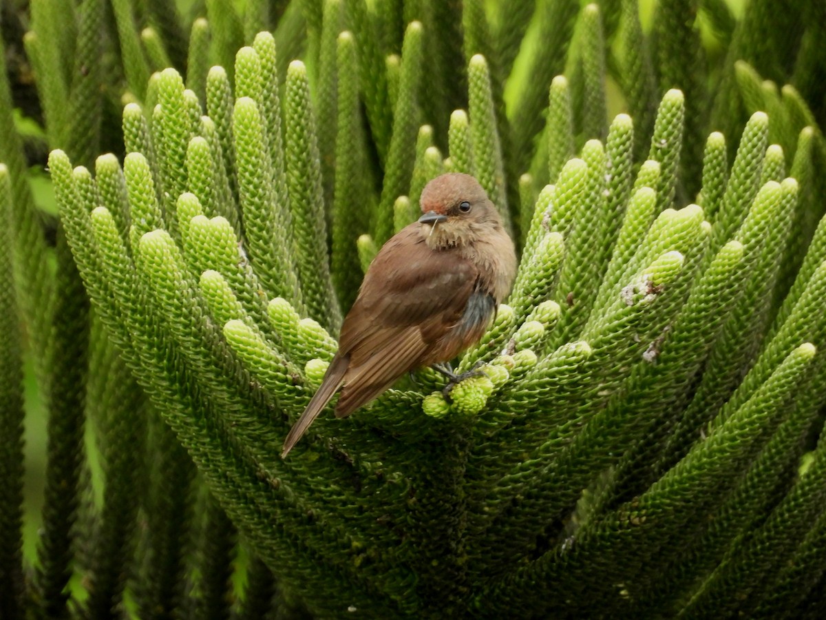 Vermilion Flycatcher - ML643714006