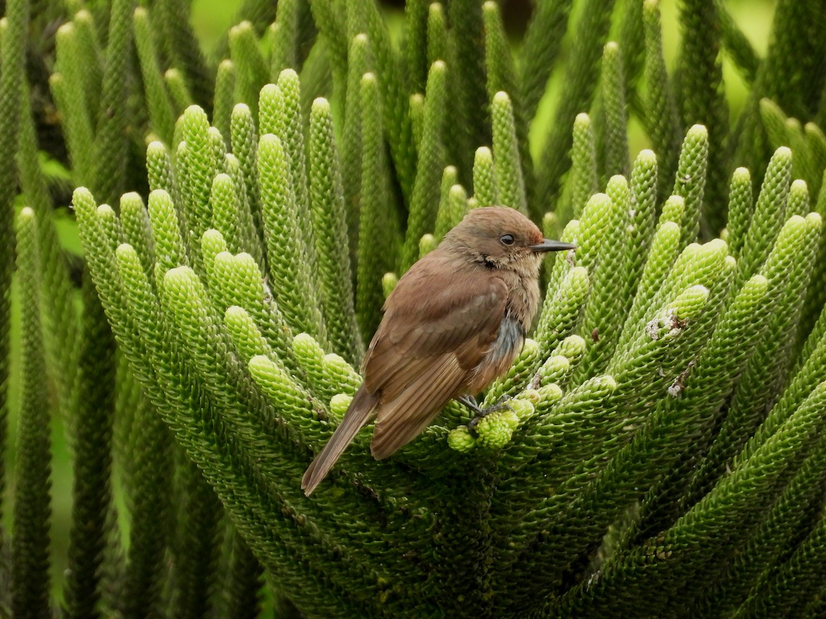 Vermilion Flycatcher - ML643714007