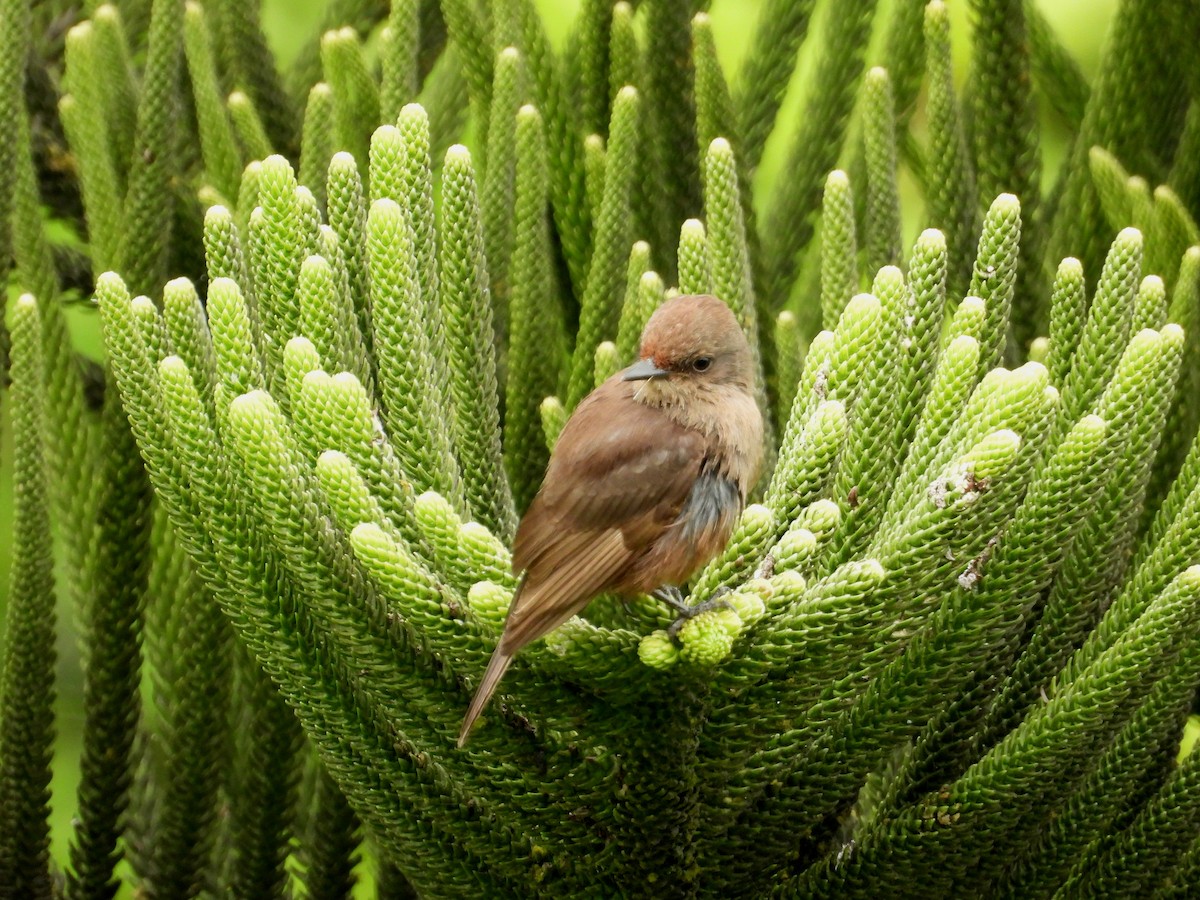 Vermilion Flycatcher - ML643714008