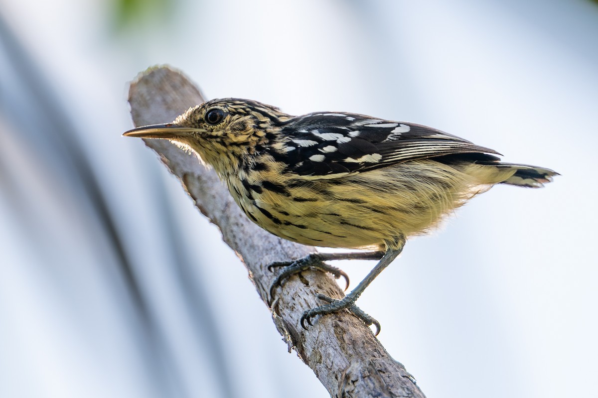 Cherrie's Antwren - ML643714009