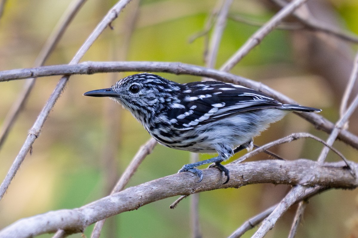 Cherrie's Antwren - ML643714010