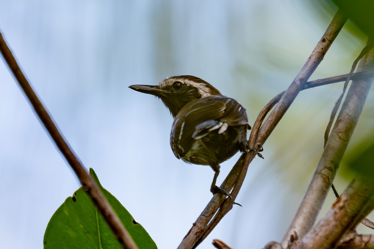 Southern White-fringed Antwren - ML643714057