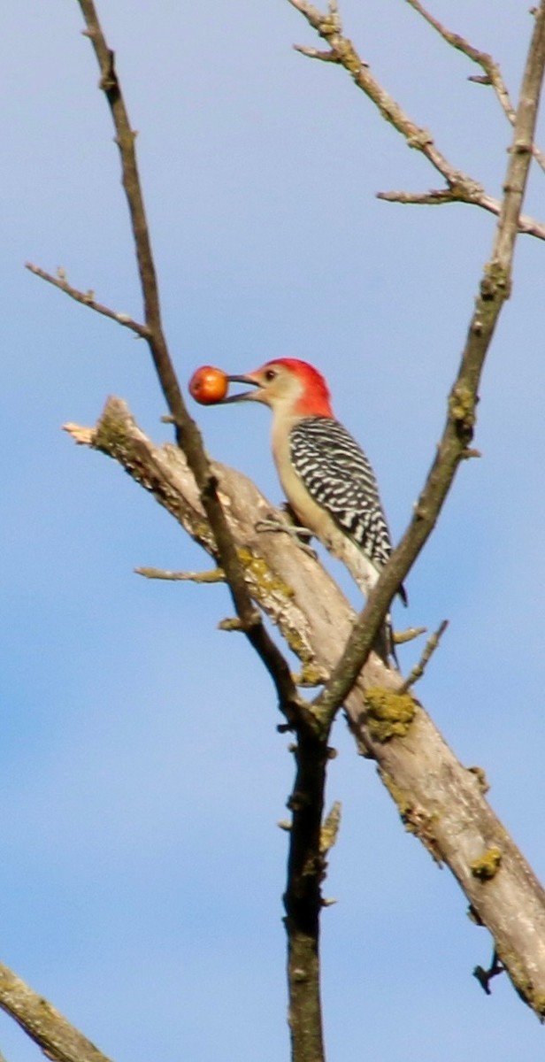 Red-bellied Woodpecker - ML643714058