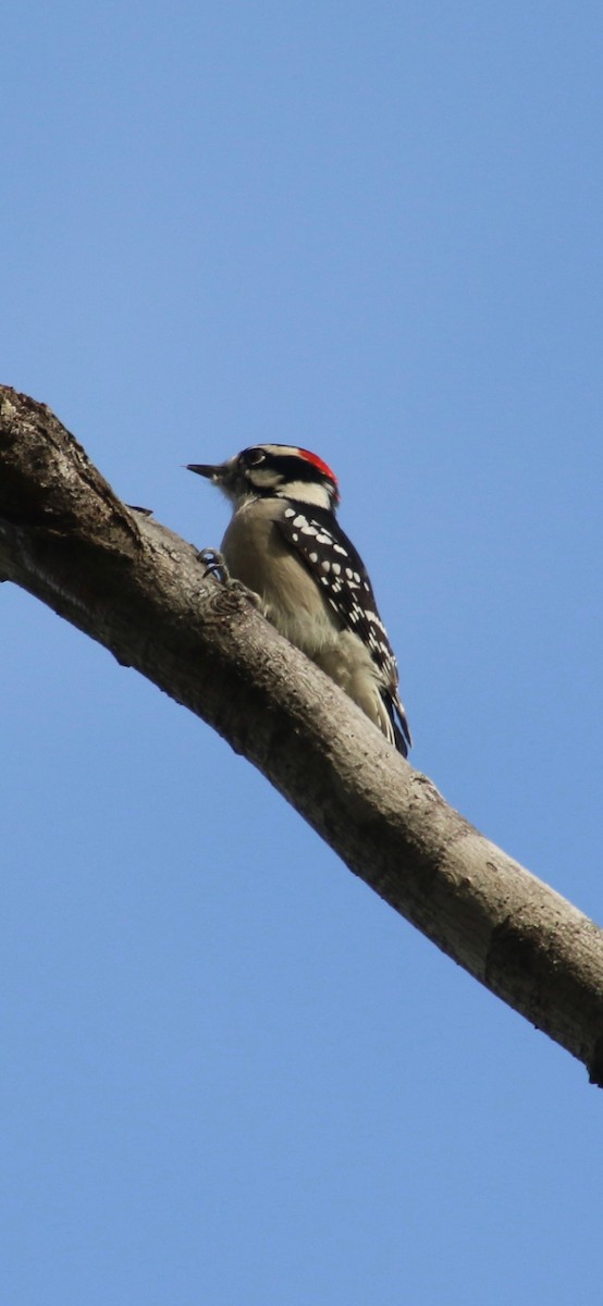 Downy Woodpecker - ML643714078