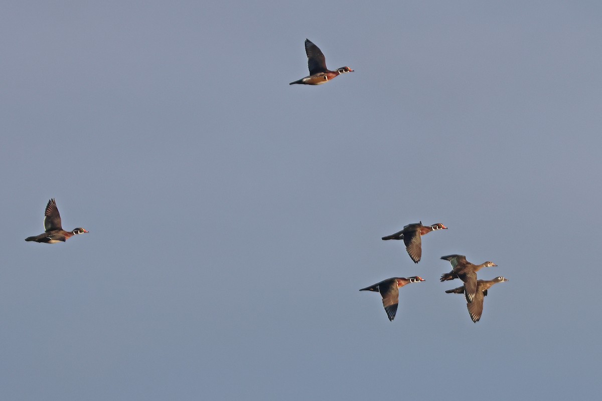 Wood Duck - ML643714088