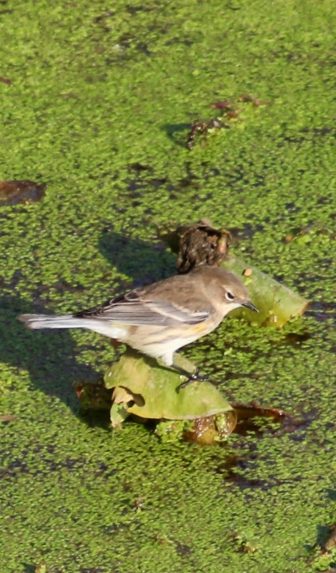 Yellow-rumped Warbler - ML643714089