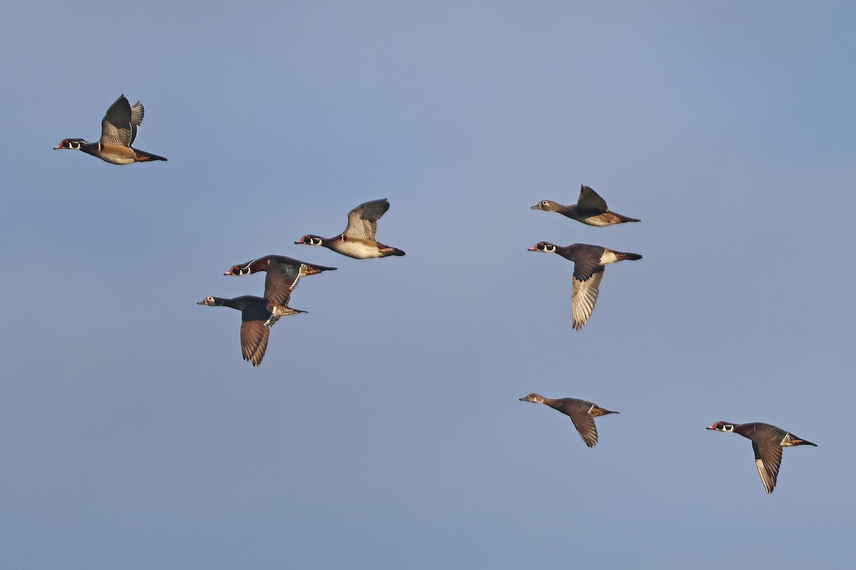 Wood Duck - ML643714090