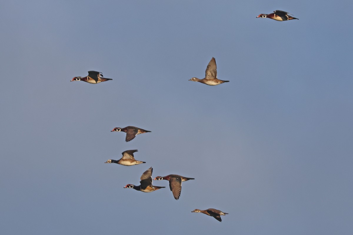 Wood Duck - ML643714091