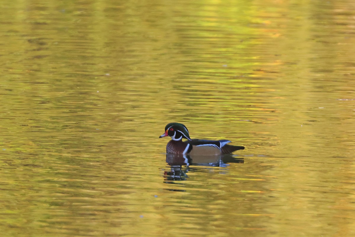 Wood Duck - ML643714093