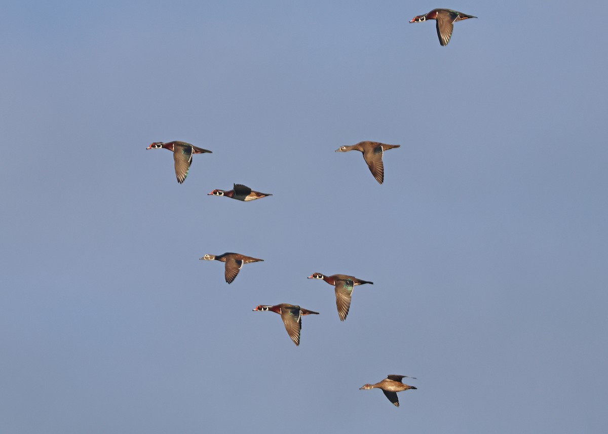 Wood Duck - ML643714097