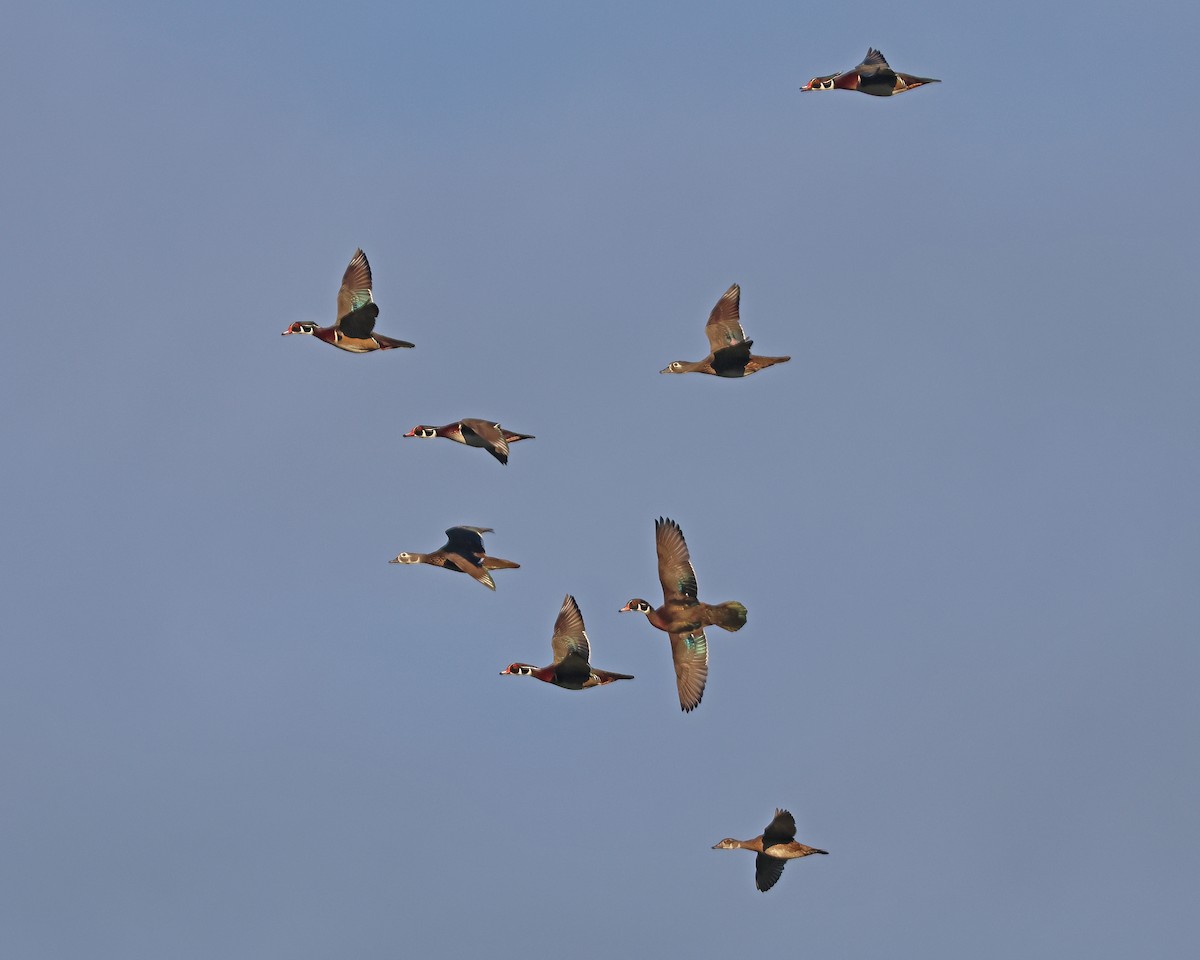 Wood Duck - ML643714098