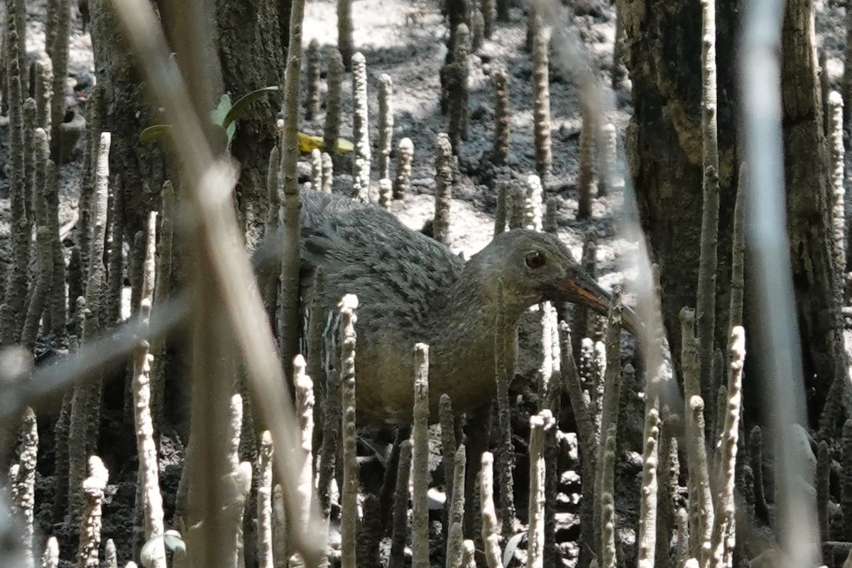 Mangrove Rail - ML643714102