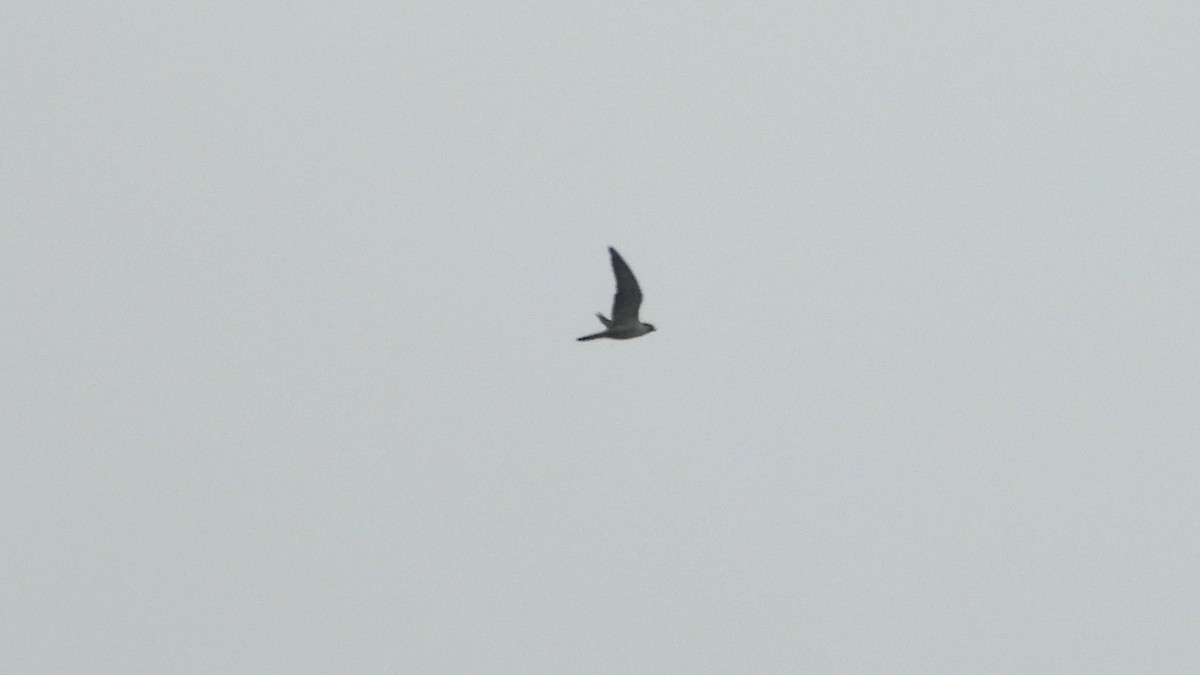 Peregrine Falcon - ML643714108