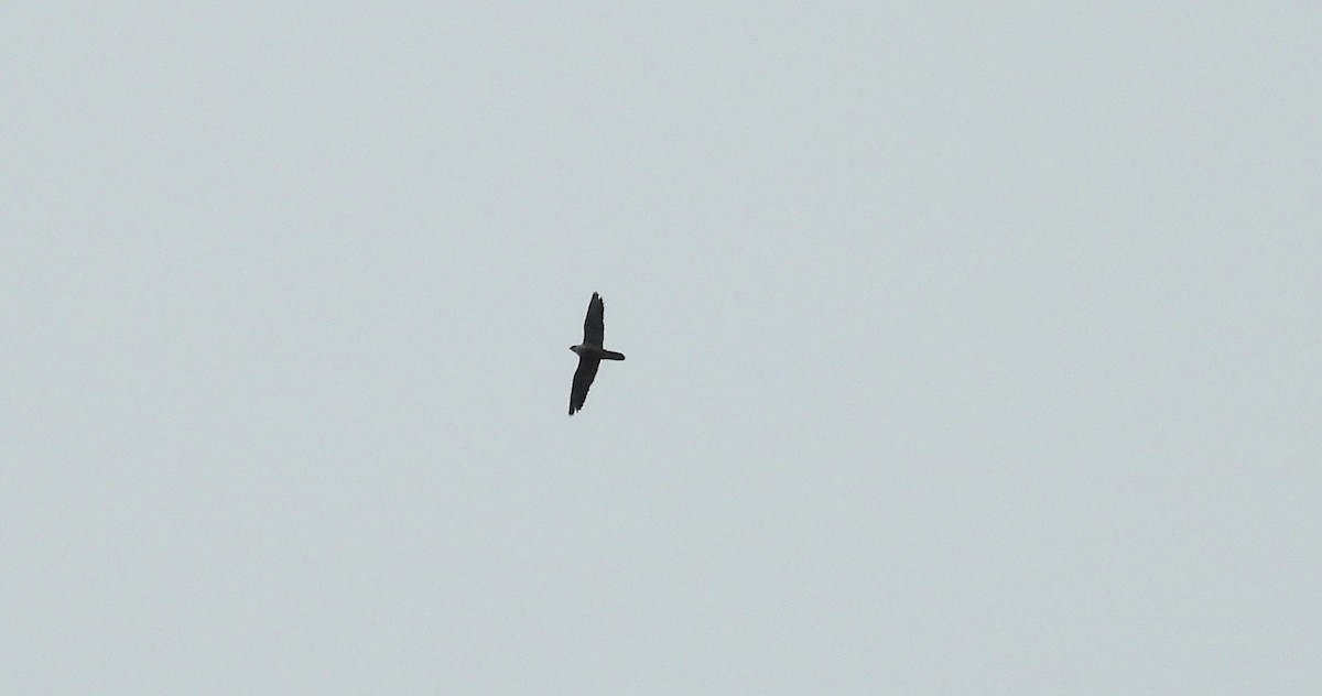 Peregrine Falcon - ML643714109