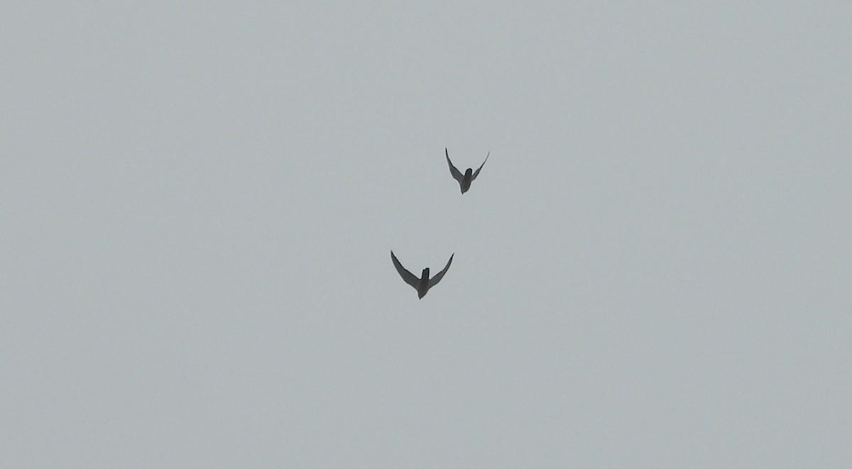 Peregrine Falcon - ML643714110