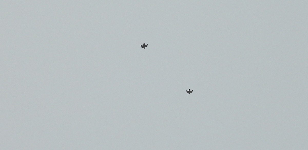 Peregrine Falcon - ML643714114