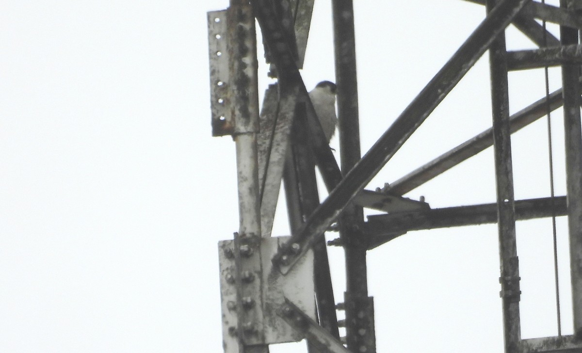 Peregrine Falcon - ML643714116