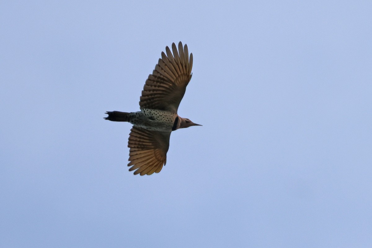 Northern Flicker (Yellow-shafted) - ML643714130