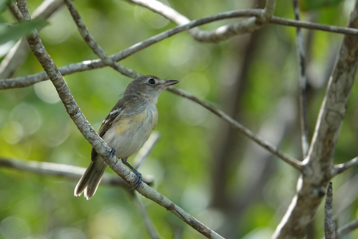 Mangrove Vireo - ML643714133