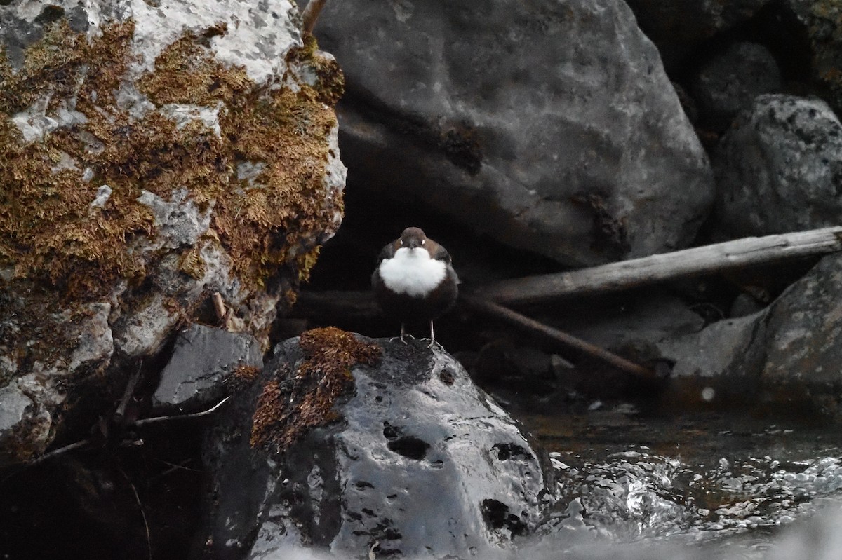 White-throated Dipper - ML643714150