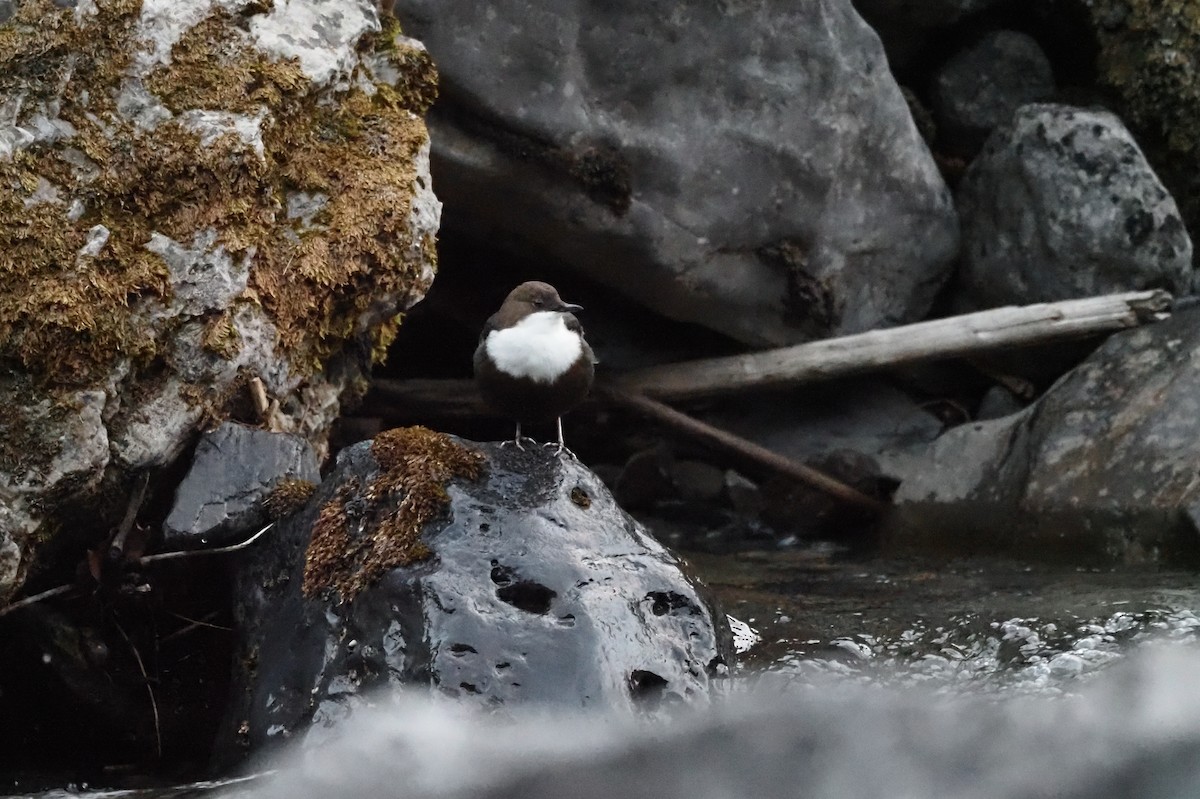 White-throated Dipper - ML643714151