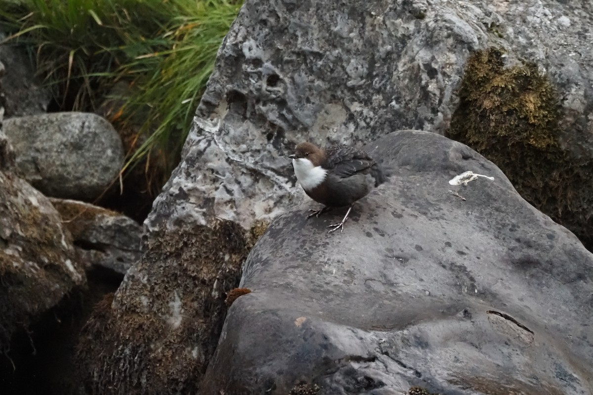 White-throated Dipper - ML643714152