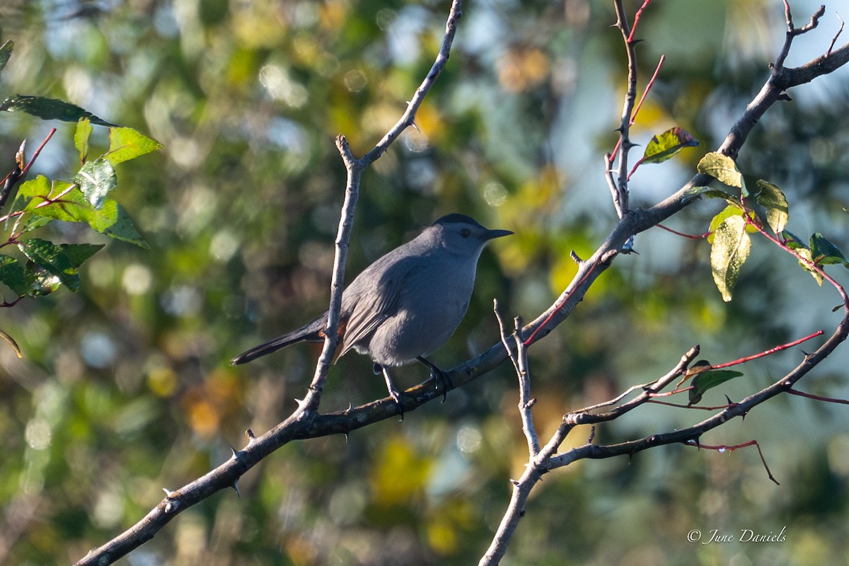 Miaulari grisa - ML643714159