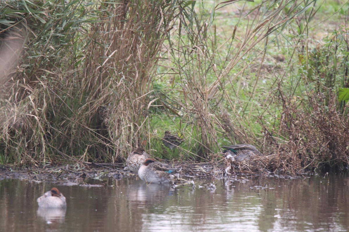 Green-winged Teal - ML643714168