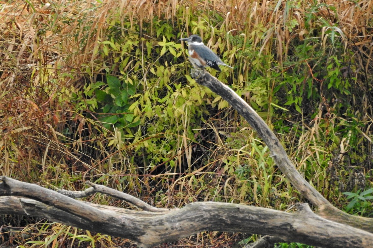Belted Kingfisher - ML643714170