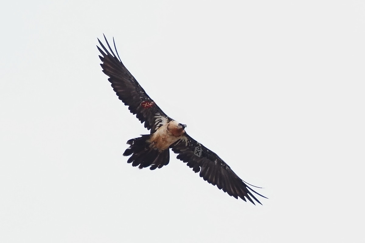 Bearded Vulture - ML643714216