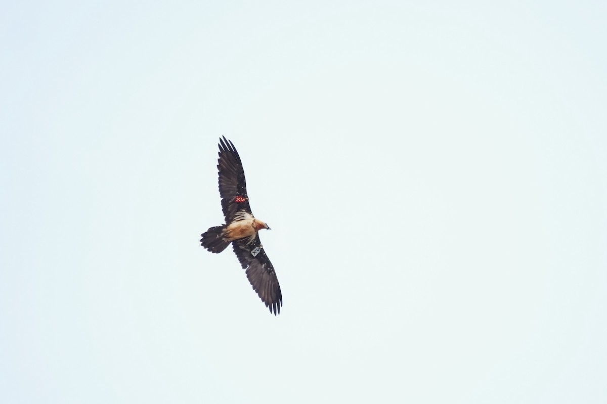 Bearded Vulture - ML643714217