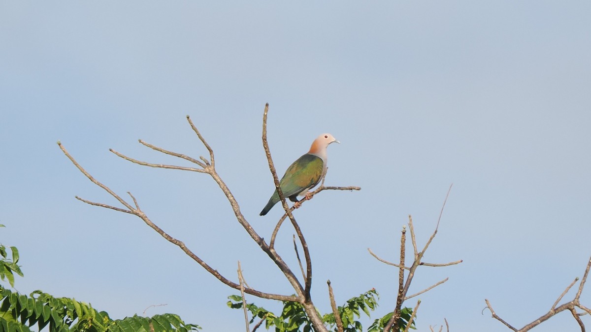 Green Imperial-Pigeon (Rufous-naped) - ML643714219