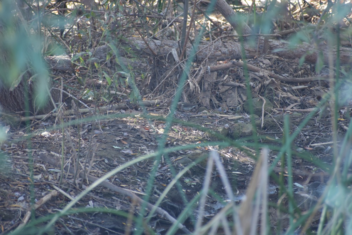 Northern Waterthrush - ML643714244