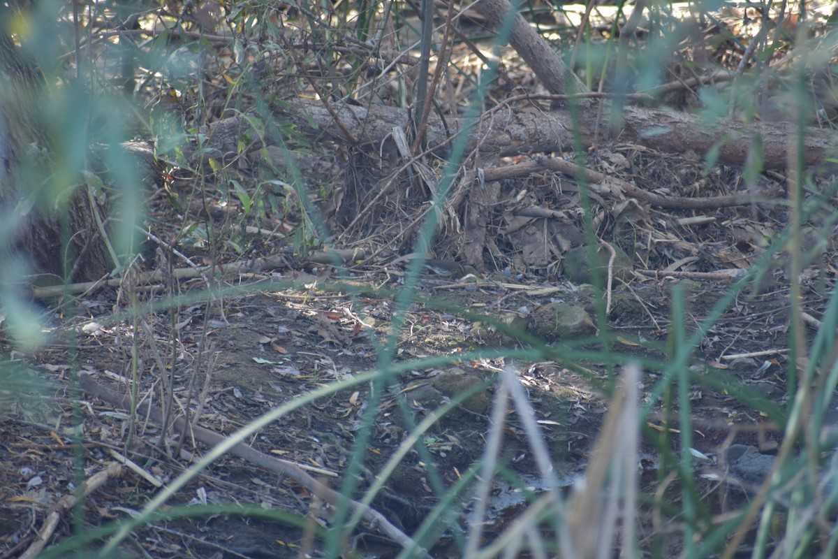 Northern Waterthrush - ML643714250