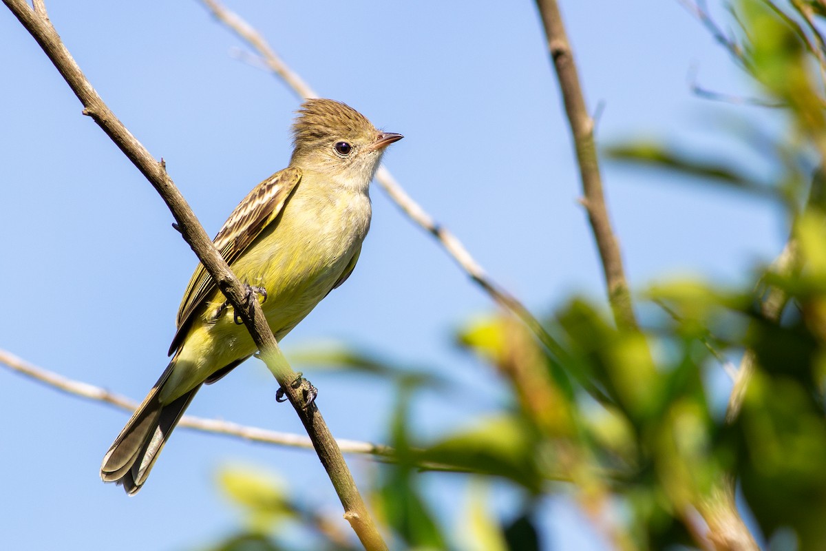 Yellow-bellied Elaenia - ML643714258