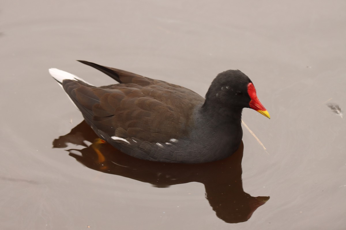 Eurasian Moorhen - ML643714259
