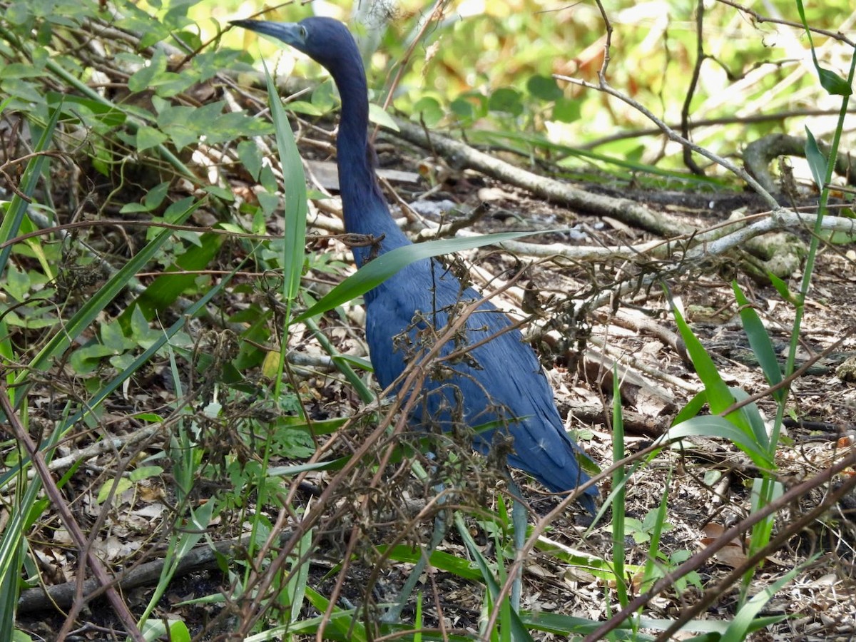 Little Blue Heron - ML643714263