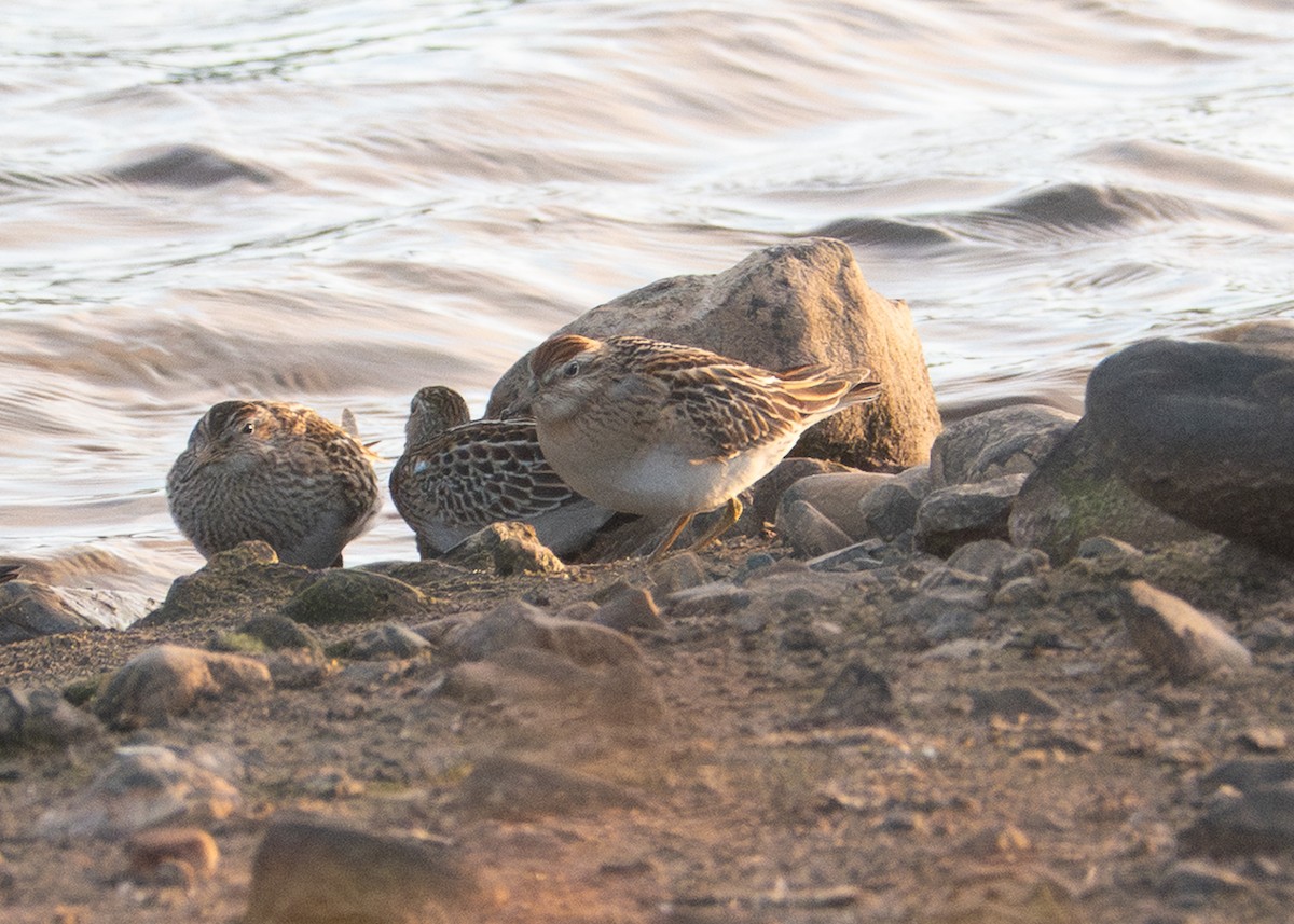 Sharp-tailed Sandpiper - ML643714264